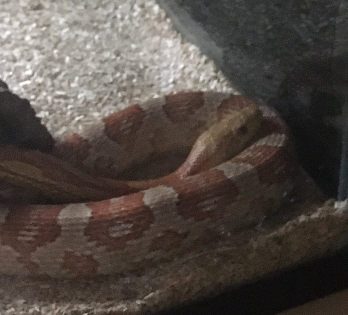 A photograph of my pet snake, Kabocha, a bright orange corn snake